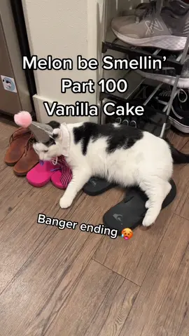Melon be Smellin’ Part 100 😤🤢🫡🥳 #MelonbeSmellin #finngetasniffin #melonnfinn #milestone #cake #smell #cat #catgag 