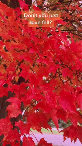 #fall #halloween #fyp #foryou #foryoupage  #beauty #nature #tree #leaves #beauty #foliage #happy #smile #fallvibes #october 