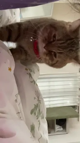 HAHA kasian mukanya😭 #kucingtiktok #kucing 