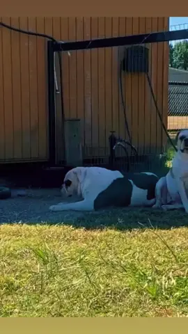 Just say Hi and make my day😊 #fyp #OverwatchMe #andGO #dogreels #dogreelsofinstagram #dogsofttiktok #doglife #bulldogs #bulldogsoftiktok #alldogs #americanbulldogsoftiktok #kuhlkountry #dogsdotiktok #dogsdaily #dogslife🙂🐶 #foryou #dogsworld #dogpeople #dogpeoplearemypeople #PetsOfTikTok #petlover #petsontiktok #lovemydogs #hi #makemydaybetter 