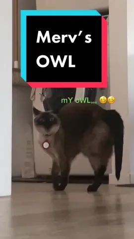 #mervthepet’s “owl “ is here Lmao 💀💀#OverwatchMe #andGO 