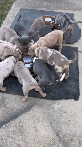 There is literally 2 other dishes of food but everybody want to be in same bowl lol does anybody else have this problem or is it just me! #puppyproblems #lovepuppies #feedingtime 