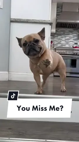 We got a clinger!!! #frenchiesoftiktok #clingy #dogparent #dogdad #clinger #stage5clinger #dogsoftiktok #adele #bff #mansbestfriend #dogmom #paws #cominghome #helloitsme @somefrenchienamedapollo @somefrenchienamedapollo 