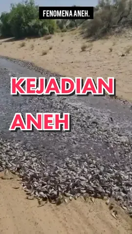 Daripada tanah pasir tiba-tiba mengalir ribuan ikan membentuk sebuah sungai. #naturephenomenon #fyp #desert #weirdbuttrue #fishriver