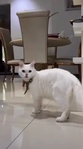 😂#cat#catsoftiktok #cats #catslovers #猫#猫可愛い #猫のいる暮らし 