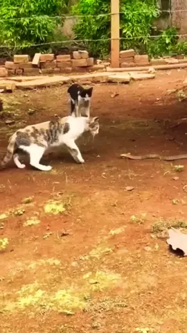 🐱 kucing vs ular 🐍 #cat #snakehead #snakebite #kucing #kucingtiktok11 