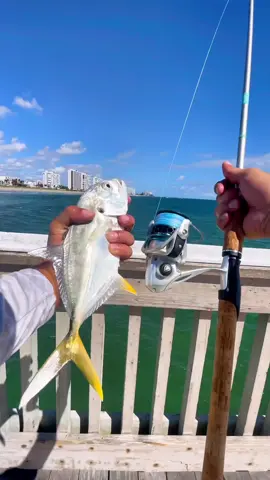 It was one of best days at deerfield pier that I’ve ever had. It was popping off everyone was catching fish I caught around 18-20 fish total including blue fish, blue runners, jacks and spanish mackerel. Other people caught sharks, tarpon and snook. What an amazing day! My rod is the O’l Salty from @@favorite_fishingThe link and promo code is on my bio! ##urbanfloridafishing##fishingfyp##pierfishing##deerfieldpier##deerfieldpierfishing##saltwaterfishing##jackfish##inshorefishing#v#videosdepescaro#olsaltyf#favoritefishingusas#spinrodc#ceooffishingeditsf#fishingeditc#cooledits😎🔥