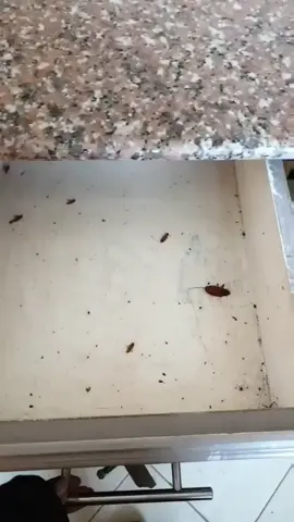 evidence of cockroaches dying after fumigation #2surefumigation