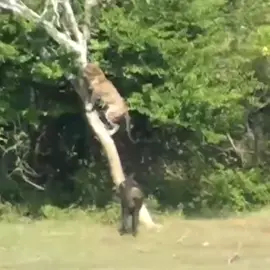 The leopard was afraid of the wild boar attack, so he hid in the tree.#amazo #wingterguaramisl #trending #leopards #wildboar