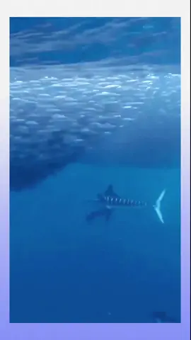 It turns out that swordfish hunt like this #animalprotection #foryou #fyp #zoon 