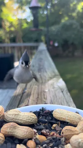 If you like bird calls and flappy wings this one’s for you. Ha #birds #fall #october #octobermood #birdwatching #birdnerd #fyp #birdfeeder #titmouse #chickadee #cardinals  