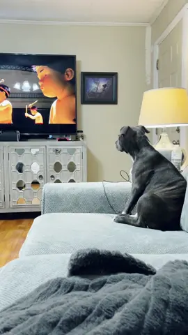 She loves the drum scene in Isle of Dogs. The rest of movie freaks her but she still wants to watch it. It’s like a thriller movie for dogs. 😳 #gemini #pitbullawarenessmonth #puppiesoftiktok 