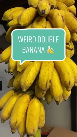 These are Mysore Bananas. They are super duper sweet! #weirdfood #mysorebanana #growfood 