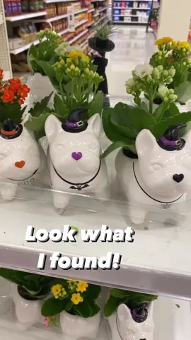 L👀K what I found! These cute live plants are back with a Halloween twist! 🕷️ Best part about these is that you can keep the jar when you inevitable kill the plant. 🤣🌱 ($9.99) #targettrendsetter 📌Not available online  #targethalloween #spookyseason #spookyszn #halloweeniscoming #targethome #targetfinds #targetrun #targetstyle #sharemytargetstyle #targetmom #targetdoesitagain #targetlife #targetteachers #dogmomlife #targetfamilyfinds #targetlove #giftsforfriends #plantmom #plantdecor #plantlover #target #targetforthewin #targetobsessed #newattarget