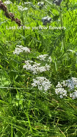 Yarrow flowers are in their last few weeks. Great for hayfever #yarrow #hayfever #forage #forager #foraging #herbalmedicine #medicinalherbs #foragedherbs #foragedmedicine 