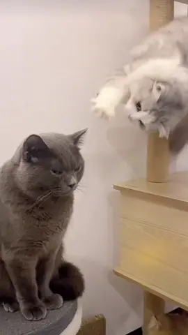 🥺 #cat#catsoftiktok #cats #catslovers #猫#猫可愛い #猫のいる暮らし 
