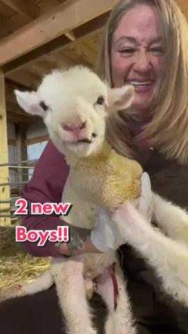 Maybe Bailey, Oregano & Pricilla will have us some girls!! #lambing #sheepfarmer #Vlog 