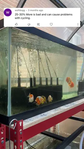 For systems that have goldfish, I highly recommend large volume water changes and doing them often to keep that nitrate level down. Goldfish are some of the largest waste producers in the fish keeping hobby, keeping those nitrates down is important for longterm health. #fish #goldfish #aquarium #ranchu 