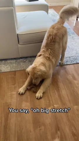 Oh that was a big stretch #fy #fyp #foryou #foryoupage #puppy #puppylove #puppytiktok #puppydog #goldenretrieversoftiktok #puppies #doggo #doglover #goldenretrieverlife #goldenretrieverpuppy #fypシ #PetsOfTikTok #puppie #retriever #retrieversoftiktok #funny 