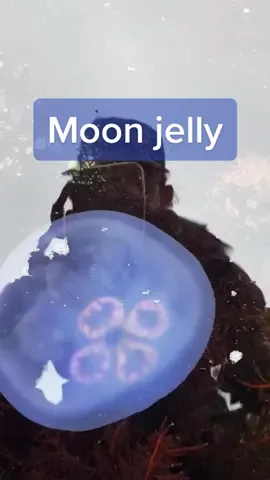 Did you know jellyfish are planktonic? 🤓 #jellyfish #moonjelly #cnidaria #tidepool #foryou #fyp 