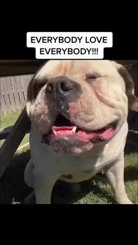 Cant we all just get along🙃 #foryoupage #everybodyloveeverybody #dogcomedy #dogreels #dogtok #dogloversoftiktok  #dogsdaily #funnydogsoftiktok #dogsofttiktok #doglover #dogpeople #dogsofinstagram #dogsworld #bulldogs #dogreelsoftiktok #PetsOfTikTok #petlovers #fypage #instafunny #instadogs #smile 