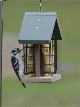 Cute woodpecker#bird #woodpeckers #wildlife #wildlifephotography #backyard #backyardgarden #birdsoftiktok #birdsofprey #birdslove #birdlover #nature