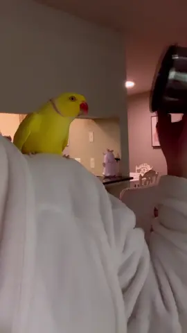 ITZ DAT TIME AGAIN…😏⏰ WELCOME 2 ~SEXII SATURDAY~ EVERYBIRDIE!!!! 🥵🔥☀️☕️🌶 ON A SCALE OF 1 TO 10,, HOW SEXII IZ MY BOWL HAT?!¿¡ WrOnG AnSwErZ ONLY 👀 #T#TeamTwinkieC#CeleBIRDYPamperedParrot #FlexEveryAngle #bird #birdtok #parrot #parrottok #irn #yellow #saturday #saturdaynight #weekend #cute #funny #birdsoftiktok #fyp 