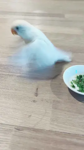 BZzzz BZzzz 🐝 #parrot #parrotsoftiktok #lovebird #lovebirds❤️❤️ #lovebirdslover #babylovebird #babybird #lovebirds #birdwhisperer #fyp #birdlovers #fischerlovebird #birdmum #birds #funnybirdsoftiktok #foryoupage #PetsOfTikTok #inlovewithyou 