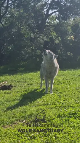 Mr Ninja howling!🐺🥰🐺 To Help in anyway... As a Non Profit, our wolves rely on donations and visitors to keep the sanctuary alive 🐺❤️‍🔥 Please consider donating so we can continue doing this work 🙏🏾 💸 Click link in bio to donate, or you can assist via EFT, bank details below 👇🏽 you can also help by simply liking & sharing our posts 😊 Assist via EFT Beneficiary Name: TTWS NPC  Bank: ABSA  Account Number: 4101917760  Type of Account: Cheque Acc Branch: Jeffreys Bay #Howing #Tsitsikamma #wolves #wolvessa #Tsitsikammawolves #wolfsanctuary #tsitsikammatourism #tsitsikammaactivities  #wolfsa #playtime