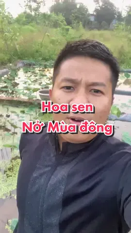 Hoa sen nở mùa đông #hoasen #lotus #nongnghiep #nongdan #linhhoasen #xuhuong 