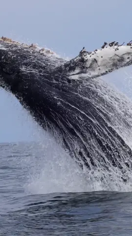 Nothing like seeing our passengers experiencing their first Humpback whale beach. Creating lifetime experiences is one of the big purposes of what we do here at @oceanicexpeditions. In this video you can see this Humpback whale breaching, why do you think they breach?  🐋Tomorrow we have an all-day trip going out looking for the best behaviors and different species in the bay. A few limited spots left, book now!  🎥: @MARY DE SOUZA  #whalewatching #whale #tail #humpbackwhale #breach #jump #fly #news #media #lunges #wildlife  #montereycalifornia #coast #cali #sunset #boat #dolphins #viraltiktok #friends #friendly 