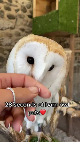 Just some barn owl lovin’ @greenlandsfarmvillage00 #owl #owlsoftiktok #Love #affection 