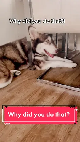 I think my dogs were trying to tell me I needed to update my old sofa!😅 #malamute #naughtydog #dogsoftiktok #funnydogvideo #destructivedog #fyp 