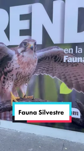 Cumbre de Fauna Silvestre #AprendeEnTikTok #Tlajomulco #fyp #parati #fauna 