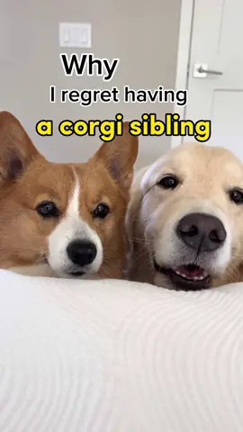 Joking still love ruby #corgi #goldenretriever #funny #dogsoftiktok 
