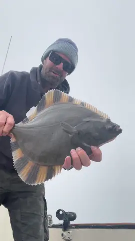 Starry Flounder, also known as grindstone, emery wheel and long nose flounder. Flat fish found around the North Pacific. #friendliestcatch #eel #fishtok #fisherman #fish #fisher #fisherman #fishinglife #flounder #crab #rockcrab #sea #coean #oceano #boatlife #sushi #sustainable #boating another sustainable seafood coming from the Monterey Bay Santa Cruz California 