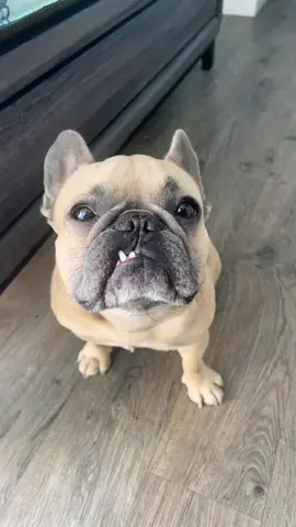 So that’s what he thinks about… #teef #crush #getaroom #frenchiesoftiktok #dogparent #Siblings #bff #dogdad #dogmom #birdsandbees #education #dogsoftiktok #jasonbankscomedy cred @jasonbankscomedy @somefrenchienamedapollo @somefrenchienamedapollo 