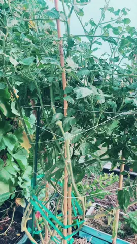Roma Tomatoes. #tomatoplant #tomatoes #tomato #gardening #garden #growyourownfood #tomatoplants #vegetablegarden #growyourown #plants #organicgardening #homegrown #vegetables #tomatogarden #gardenlife #greenhouse #tomatotuesday #cherrytomatoes #kitchengarden #tomatosauce #veggiegarden #zone #tomatoseason #greenthumb #nature #organic #tomatosalad #tomatos #tomatosoup #urbangardening