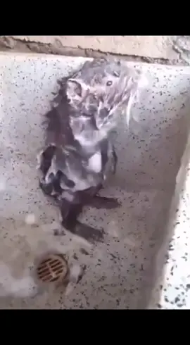 Mouse: I love taking a bath. Lala la #foryou #funny #foryoupage #fyp #animal #funnyvideo 