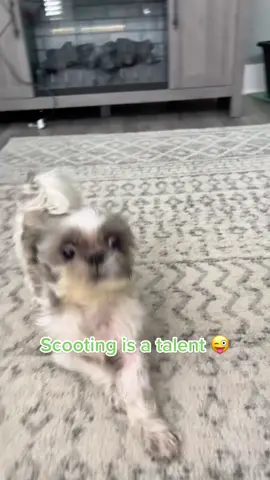 Scoot Scoot 🙃 #puppy #dog #PetsOfTikTok #dogsofttiktok #shihtzu #shihtzusoftiktok #perritostiktokers #pet #specialneedsdog #dancing #dancingdog #doglife #scoot #fypシ #doggy #animalsoftiktok #FlexEveryAngle #fypシ #foryou #follow #splice #animal #animalsoftiktok 