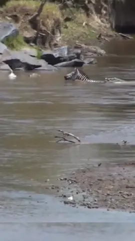 #Crocodile #zebra #wildanimals 