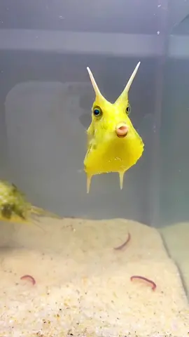 Children named it Whistle Fish #fish #beautifulfish #funnyanimals #cute #fyp #foryoupage