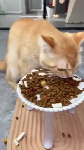 When you offer a Duck some Food and they turn out to be a Quack Head! 😿