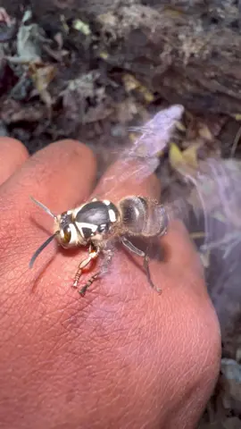 I found this beautiful Bald-Faced Hornet queen! 😁 #wasp #insects #bug #animals #pets #pet #fyp #fypシ #foryoupage 