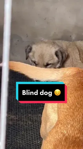 Blind dog found in a public shelter living out the rest of his days not knowing why he’s been out there. Harsh reality for many dogs within Romanian #EndlessJourney #ukraine #paws2rescue #dogrescue #donate #romanianreacue #helpus #helpthisdog 