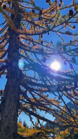 Sunshine and time spent in the mountains are the best days #nature #pnwlife 