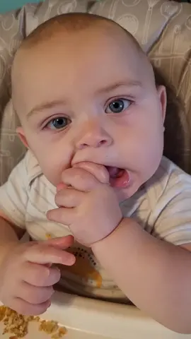 Grayson is busy gnawing on his apple still #twins #boygirltwins #twinsoftiktok #breakfast #babieseating 