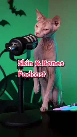 Replying to @naughttoosweet I think they were a little bit nervous on their first podcast. What should the next episode be about? #podcast #catsoftiktok #sphynx #skeletoncat #halloween #hairlesscat #catpodcast @RØDE Microphones #rodecasterpro 