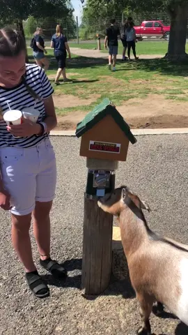 The goat said, hang on I got this! #fyp #goat #goattok #goats #farm #farming #pettingzoo #funny 