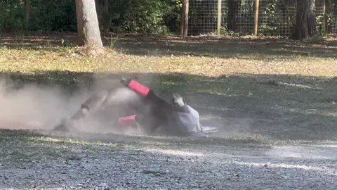 Some dirty dust bath #montethesingingdonkey #zen.  #yardgoblin #donkeytok #farmyarddrama #texas #happy #